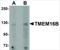 Anti-TMEM16B antibody produced in rabbit affinity isolated antibody, buffered aqueous solution