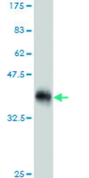 ANTI-ULK2 antibody produced in mouse clone 5E4, purified immunoglobulin, buffered aqueous solution