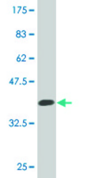 Monoclonal Anti-FUCA2, (C-terminal) antibody produced in mouse clone 1D2, purified immunoglobulin, buffered aqueous solution