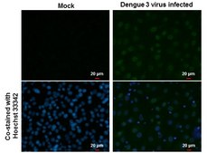 Monoclonal Anti-Dengue virus Type 2 NS5 protein antibody produced in mouse clone GT353, affinity isolated antibody