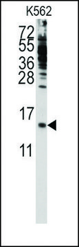 Anti-PFDN6 (C-term) antibody produced in rabbit saturated ammonium sulfate (SAS) precipitated, buffered aqueous solution