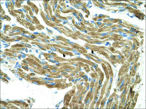 Anti-HAL antibody produced in rabbit affinity isolated antibody