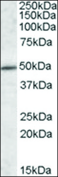 Anti-IFT57 antibody produced in goat affinity isolated antibody, buffered aqueous solution