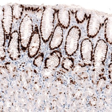 Monoclonal Anti-KLF4 antibody produced in mouse Prestige Antibodies&#174; Powered by Atlas Antibodies, clone CL5785, purified immunoglobulin, buffered aqueous glycerol solution