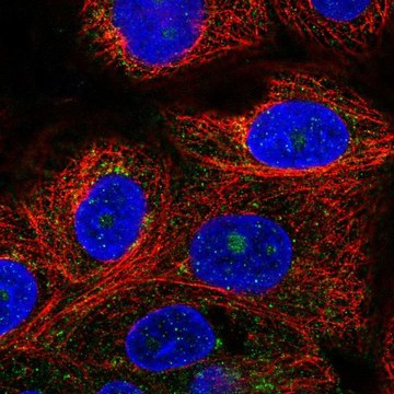 Anti-VPS51 antibody produced in rabbit Prestige Antibodies&#174; Powered by Atlas Antibodies, affinity isolated antibody