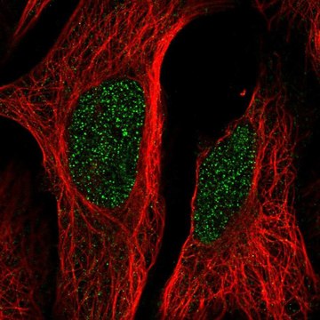Anti-LCOR antibody produced in rabbit Prestige Antibodies&#174; Powered by Atlas Antibodies, affinity isolated antibody