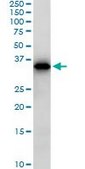 Monoclonal Anti-SMAD3 antibody produced in mouse clone 7F3, purified immunoglobulin, buffered aqueous solution