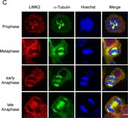 Anticorps monoclonal anti-&#945;-tubuline clone DM1A, purified from hybridoma cell culture