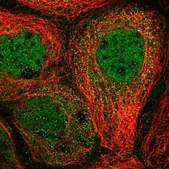 Anti-CUEDC2 antibody produced in rabbit Prestige Antibodies&#174; Powered by Atlas Antibodies, affinity isolated antibody, buffered aqueous glycerol solution