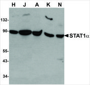 Anti-STAT1&#945; antibody produced in rabbit IgG fraction of antiserum, buffered aqueous solution