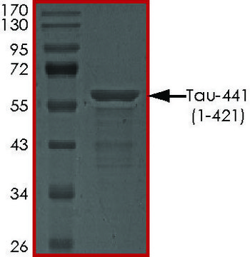 TAU-441 (1-421) Protein recombinant