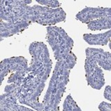Anti-PPIL6 antibody produced in rabbit Prestige Antibodies&#174; Powered by Atlas Antibodies, affinity isolated antibody, buffered aqueous glycerol solution