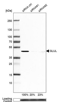 Monoclonal Anti-GLUL antibody produced in mouse Prestige Antibodies&#174; Powered by Atlas Antibodies, clone CL2999, purified immunoglobulin, buffered aqueous glycerol solution