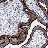 Anti-SLC43A2 antibody produced in rabbit Prestige Antibodies&#174; Powered by Atlas Antibodies, affinity isolated antibody, buffered aqueous glycerol solution