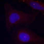Anti-Phospho-PTK2B-Y402 antibody produced in rabbit