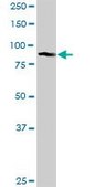 Anti-GOLGA5 antibody produced in rabbit purified immunoglobulin, buffered aqueous solution