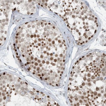 Anti-ZNF500 antibody produced in rabbit Prestige Antibodies&#174; Powered by Atlas Antibodies, affinity isolated antibody, buffered aqueous glycerol solution