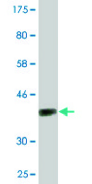 Monoclonal Anti-NOD1, (N-terminal) antibody produced in mouse clone 3F10, purified immunoglobulin, buffered aqueous solution