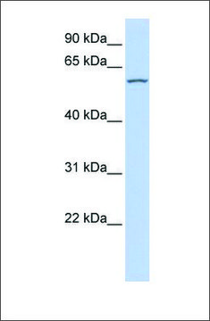 Anti-RBPJL antibody produced in rabbit affinity isolated antibody