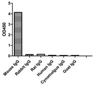 Goat Anti-Mouse IgG(Fc&#947;) HRP Alpaca Heavy chain only Antibody recombinant Alpaca(VHH) Nano antibody