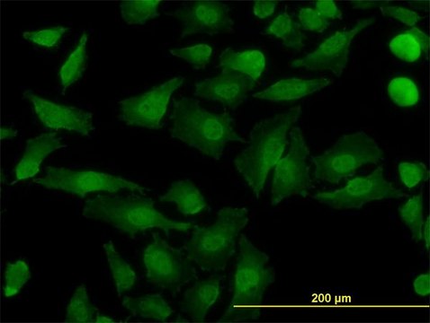 Monoclonal Anti-NDE1 antibody produced in mouse clone 2G11-1C11, purified immunoglobulin, buffered aqueous solution