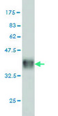 Monoclonal Anti-CHAF1A antibody produced in mouse clone 1C2, purified immunoglobulin, buffered aqueous solution