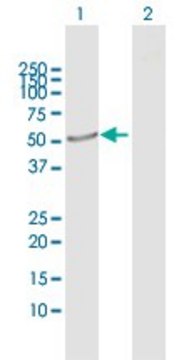 Anti-CRLF3 antibody produced in rabbit purified immunoglobulin, buffered aqueous solution