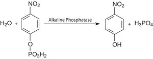 Phosphatase substrate powder