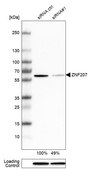 Anti-ZNF207 antibody produced in rabbit Prestige Antibodies&#174; Powered by Atlas Antibodies, affinity isolated antibody, buffered aqueous glycerol solution