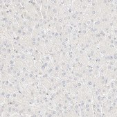 Anti-FHOD1 antibody produced in rabbit Prestige Antibodies&#174; Powered by Atlas Antibodies, affinity isolated antibody, buffered aqueous glycerol solution