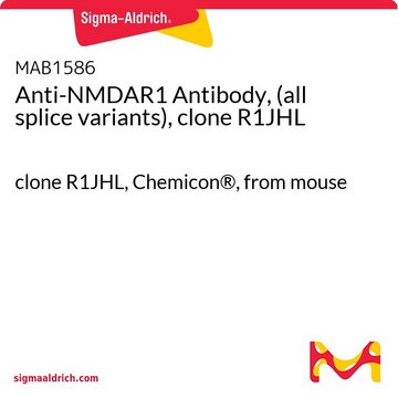 Anti-NMDAR1 Antibody, (all splice variants), clone R1JHL clone R1JHL, Chemicon&#174;, from mouse