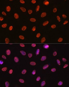 Anti-U1A/SNRPA antibody produced in rabbit