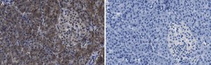 Anti-O-GlcNAc Transferase Antibody, clone 1O19 ZooMAb&#174; Rabbit Monoclonal recombinant, expressed in HEK 293 cells