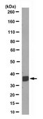 Anti-BCL2L12 Antibody, clone 11B5.1 clone 11B5.1, from mouse