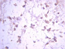 Anti-Enkephalin, Met Antibody serum, Chemicon&#174;