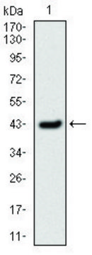 Monoclonal Anti-SERPINE1 antibody produced in mouse clone 1D5, purified immunoglobulin, buffered aqueous solution