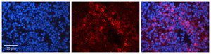 Anti-HSP90AA1 (ab2) antibody produced in rabbit affinity isolated antibody
