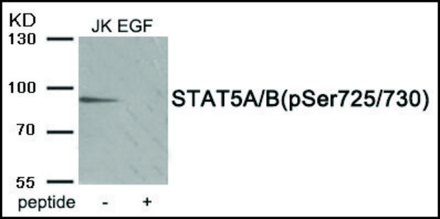 Anti-phospho-STAT5A/B (pSer725/730) antibody produced in rabbit affinity isolated antibody
