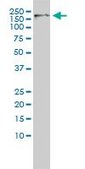Monoclonal Anti-CDC2L5 antibody produced in mouse clone 1B3-1B11, purified immunoglobulin, buffered aqueous solution