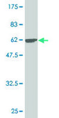 Monoclonal Anti-CNN1 antibody produced in mouse clone 2F5-1H4, purified immunoglobulin, buffered aqueous solution
