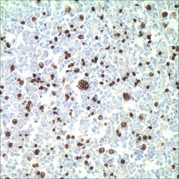 PAX-5 (SP34) Rabbit Monoclonal Antibody