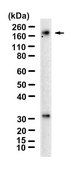 Anti-Podocalyxin Antibody, clone 1E13 ZooMAb&#174; Rabbit Monoclonal recombinant, expressed in HEK 293 cells
