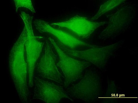 Monoclonal Anti-MAD2L1BP antibody produced in mouse clone 4G11, purified immunoglobulin, buffered aqueous solution