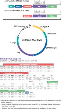 p3xFLAG-Myc-CMV&#8482;-24 Expression Vector Shuttle vector for transient intracellular expression of dual tagged N-terminal Met-3xFLAG and C-terminal c-myc fusion proteins