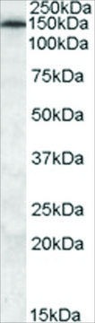 Anti-MRP5 antibody produced in goat affinity isolated antibody, buffered aqueous solution