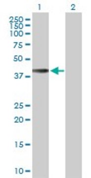 Anti-HLA-E antibody produced in rabbit purified immunoglobulin, buffered aqueous solution