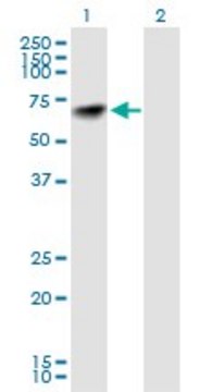 Anti-NARS antibody produced in mouse purified immunoglobulin, buffered aqueous solution