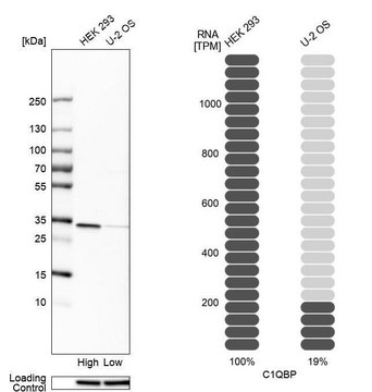 Anti-C1QBP antibody produced in rabbit Prestige Antibodies&#174; Powered by Atlas Antibodies, affinity isolated antibody, buffered aqueous glycerol solution