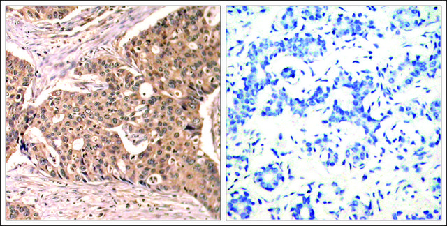 Anti-phospho-PXN (pTyr118) antibody produced in rabbit affinity isolated antibody