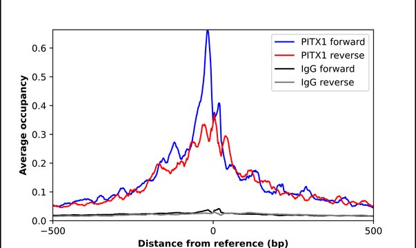 Anti-PITX1 antibody produced in rabbit Prestige Antibodies&#174; Powered by Atlas Antibodies, affinity isolated antibody, buffered aqueous glycerol solution